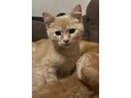 Adopt Parmesan a Domestic Short Hair