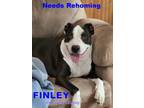 Adopt FINLEY a American Staffordshire Terrier