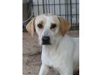 Adopt CALI a Jack Russell Terrier, Labrador Retriever