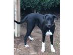 Adopt BRAXTON a Great Dane