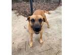 Adopt Chip a Black Mouth Cur