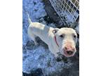 Adopt Mylo a Dogo Argentino, Bull Terrier