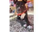 Adopt Oliver a Staffordshire Bull Terrier
