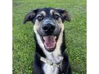 Adopt David Crosby a German Shepherd Dog, Shepherd