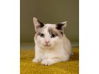 Adopt Prince a Domestic Short Hair, Snowshoe