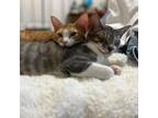 Adopt Ginger & Macon a Egyptian Mau, Tabby