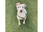 Adopt Wally a American Staffordshire Terrier, Mixed Breed