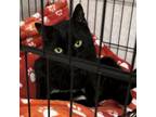 Adopt Wolverine a Domestic Short Hair