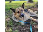 Adopt Koda a Shepherd, Husky