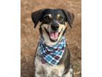 Adopt Amos a Catahoula Leopard Dog, Labrador Retriever