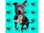 Adopt Gus a Pit Bull Terrier, American Staffordshire Terrier