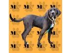 Adopt Joe a Treeing Walker Coonhound, Chocolate Labrador Retriever