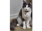 Adopt Dusty a Domestic Medium Hair