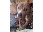 Adopt GUAPO a American Staffordshire Terrier