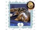 Adopt Benny (Reduced Adoption $) a Domestic Short Hair