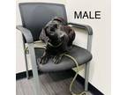 Adopt Chief a Black Labrador Retriever