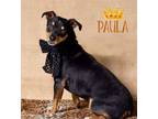 Adopt Paula a Manchester Terrier, Miniature Pinscher