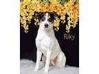 Adopt Riley a Australian Cattle Dog / Blue Heeler, Mixed Breed