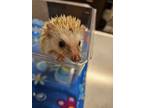 Adopt Hector a Hedgehog
