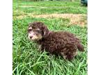 Poodle (Toy) Puppy for sale in Hammond, LA, USA