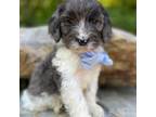 Mutt Puppy for sale in Lisbon, OH, USA