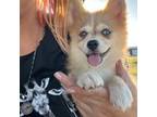 Mutt Puppy for sale in Uvalde, TX, USA