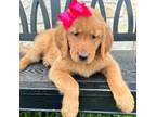 Golden Retriever Puppy for sale in Denton, TX, USA
