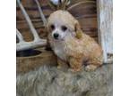 Poodle (Toy) Puppy for sale in Koshkonong, MO, USA