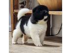 Akita Puppy for sale in New Richmond, WI, USA