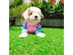 Maltipoo Puppy for sale in San Diego, CA, USA