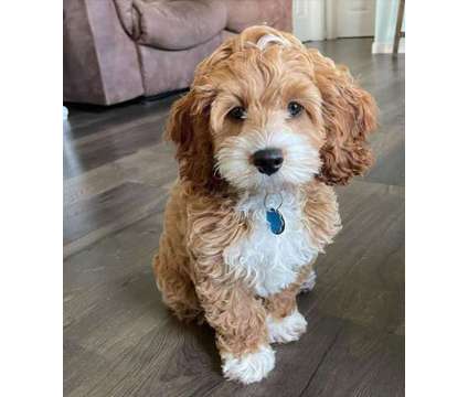NON3 Lovely Goldendoodle Puppies is a Goldendoodle in Sacramento CA