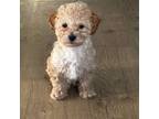 Poodle (Toy) Puppy for sale in Cicero, IN, USA