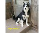 Siberian Husky Puppy for sale in Blackwell, OK, USA