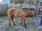 Appypaint large pony filly