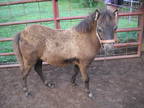 AMHA/AMHR Black Miniature Filly Yearling
