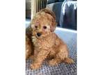 JKDGHCV Apricot Toy poodle puppies