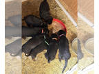 Rottweiler PUPPY FOR SALE ADN-741056 - Rottweiler Pups for Sale