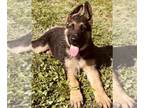 German Shepherd Dog PUPPY FOR SALE ADN-741293 - German Shepherd Puppy