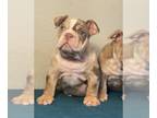 English Bulldog PUPPY FOR SALE ADN-741135 - English Bulldog Available now