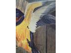 Barn Swallow Painting Bird Nest Baby Bird Feeding Art 8x10” Nature Matted