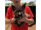 Cairn Terrier Puppy for sale in Leonard, TX, USA