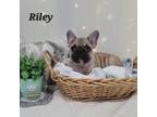 Riley