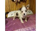 Chorkie Puppy for sale in Clyde, TX, USA