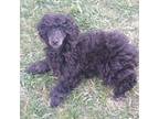 Poodle (Toy) Puppy for sale in Evansville, WI, USA