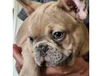 French Bulldog Puppy for sale in Medford, OR, USA