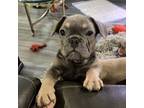 French Bulldog Puppy for sale in Medford, OR, USA