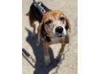 Adopt Lexie (In Foster) a Beagle / Mixed dog in New Orleans, LA (37860711)