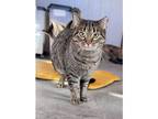 Adopt Tabby a Domestic Shorthair / Mixed cat in Kalamazoo, MI (37842695)