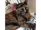 Adopt Afrikan a Tortoiseshell Domestic Shorthair / Mixed cat in Galveston