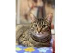 Adopt Everly a Brown or Chocolate Domestic Shorthair / Domestic Shorthair /